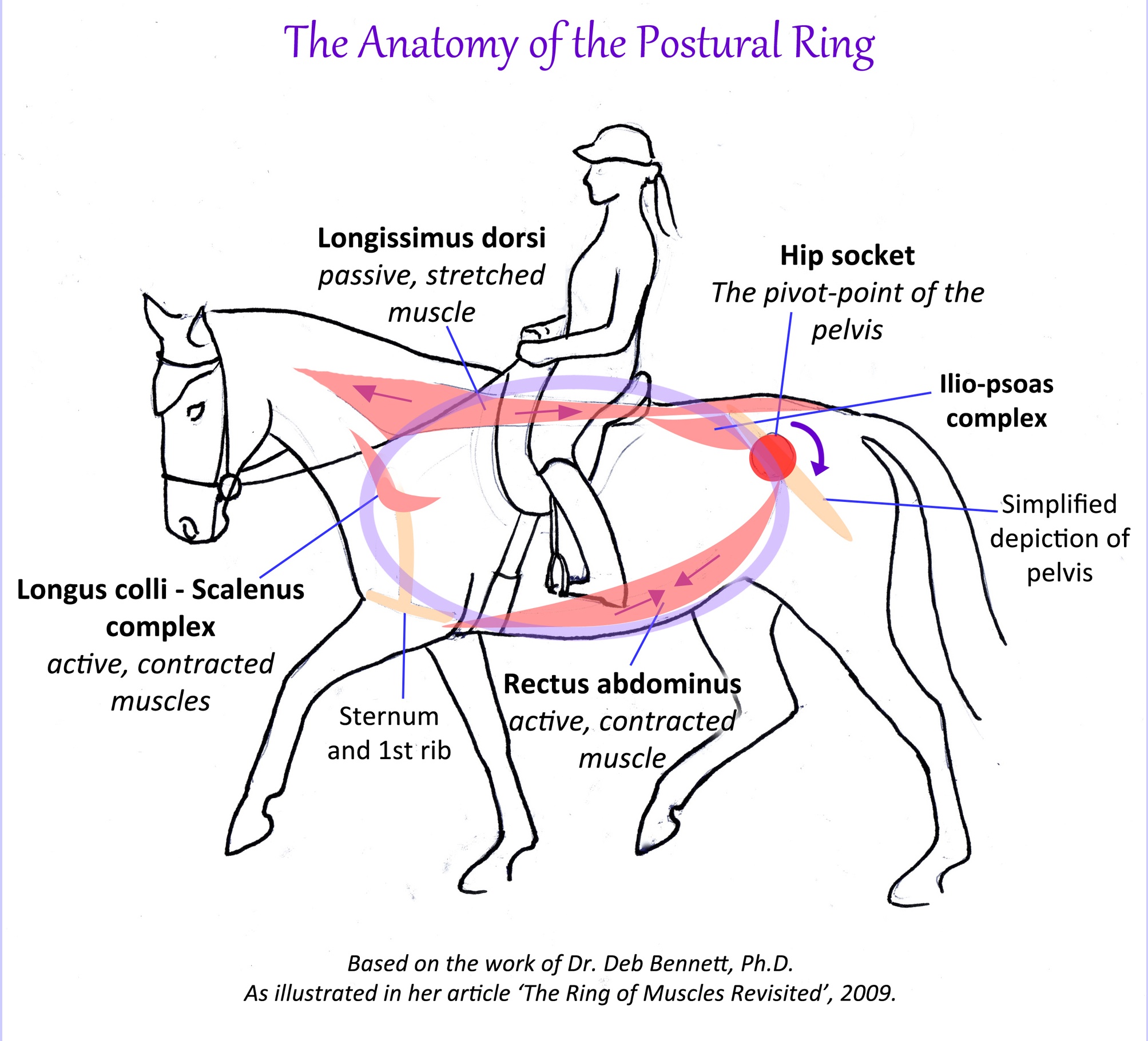 anatomy of postural ring
